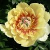 Paeonia-Peony Yellow Heaven