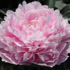 Paeonia-Peony Sarah Bernhardt