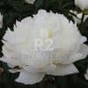 Paeonia-Peony Snow Mountain