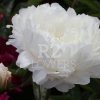 Paeonia-Peony White Sarah Bernhardt